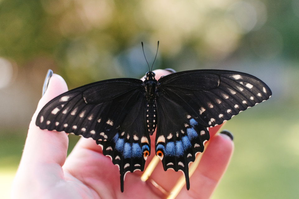 Accidentally Raising Eastern Black Swallowtails – foxandpennydesign.com